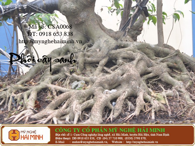 Cay canh nghe thuat Hai Minh Hai Hau Nam Dinh Viet Nam