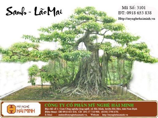 Cây Sanh Lão Mai đại thọ -Mã số: CSA3101