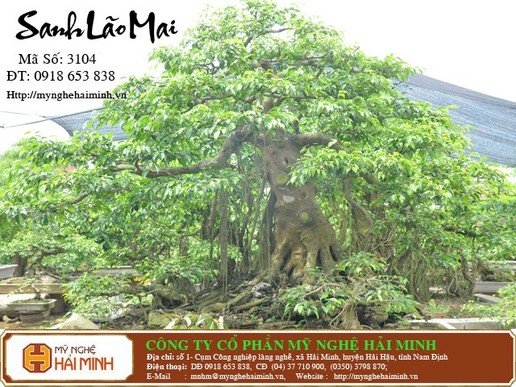 Cây sanh Lão Mai - Mã số: CSA3104