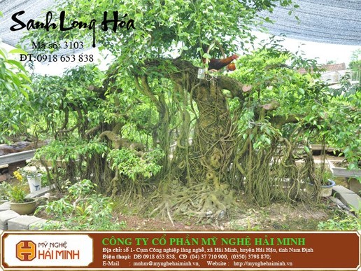 Cây sanh Long Hóa - mã số: CSA3103