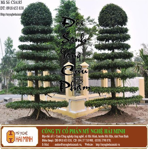 Cây Sanh Cửu Phẩm - mã số CSA185