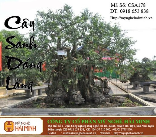 Cây sanh - Dáng Làng - mã số CSA178