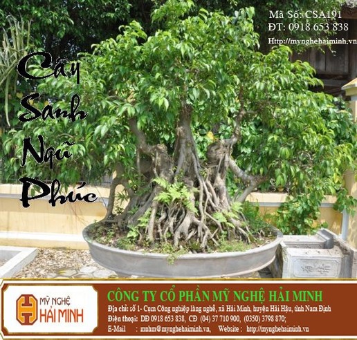 Cây Sanh Ngũ Phúc - mã số CSA191