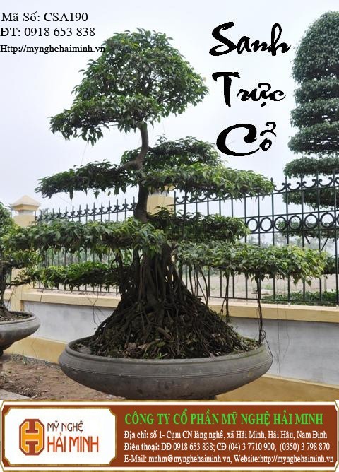 Cây Sanh Trực Cổ - mã số CSA190