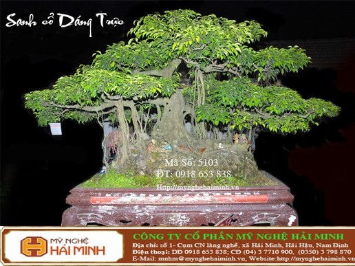 Cây sanh Trực Cổ - mã số CSA5103