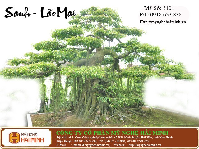 Do go my nghe Hai Minh - Hai Hau - Nam Dinh