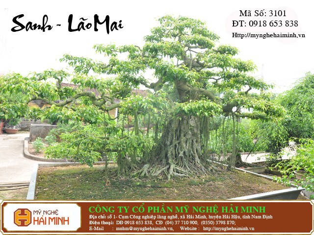 Do go my nghe Hai Minh - Hai Hau - Nam Dinh