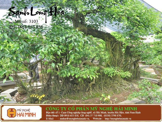 Do go my nghe Hai Minh - Hai Hau - Nam Dinh