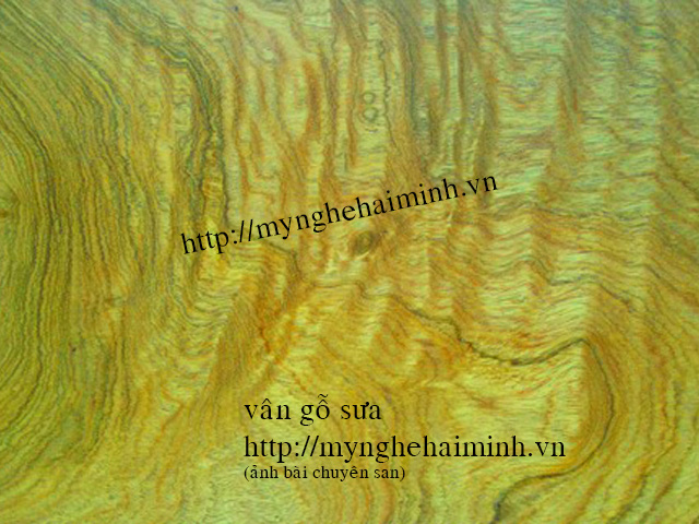 Ph&acirc;n biệt gỗ sưa, gỗ  trắc,  gỗ gụ v&agrave; c&aacute;c loại gỗ 08